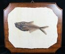 Diplomystus Fish Fossil On Wood Plaque #8791-1